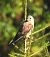 Gheppio (Falco tinnunculus) © Tiziana Ciaghi