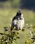 Cornacchia grigia (Corvus cornix) © Tiziana Ciaghi