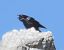 Corvo imperiale (Corvus corax) © Tiziana Ciaghi