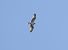 Falco pescatore (Pandion haliaetus) © Alberto Calcaterra