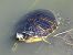 Testuggine palustre dalle orecchie gialle (Trachemys scripta scripta) © Horst Schlüter