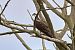 Falco pescatore (Pandion haliaetus) © Vicenzino Sergio