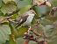 Trauerschnäpper (Ficedula hypoleuca) © Denise Schneider