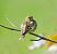 Girlitz (Serinus serinus) © Denise Schneider