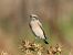 Monachella occidentale / orientale (Oenanthe hispanica / melanoleuca) © Pucci Mario