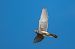 Gheppio (Falco tinnunculus) © Pier Podavini