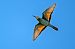 Gruccione (Merops apiaster) © Pier Podavini