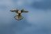 Gheppio (Falco tinnunculus) © Pier Podavini