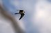 Lodolaio (Falco subbuteo) © Pier Podavini