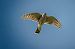 Sparviere (Accipiter nisus) © Pier Podavini