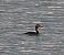 Svasso maggiore (Podiceps cristatus) © Sergio Enrico Gallo