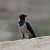 Cornacchia grigia (Corvus cornix) © Sergio Enrico Gallo