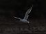 Gabbiano reale (Larus michahellis) © Sergio Enrico Gallo