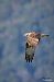Falco pescatore (Pandion haliaetus) © Mario Ghislanzoni