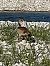 Nilgans (Alopochen aegyptiaca) © Massimo Balocco