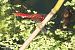 Broad Scarlet (Crocothemis erythraea) © Paolo Deimichei
