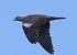 Colombaccio (Columba palumbus) © Vito Giovanni Santantonio