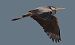 Airone cenerino (Ardea cinerea) © Vito Giovanni Santantonio