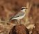 Monachella occidentale / orientale (Oenanthe hispanica / melanoleuca) © Vito Giovanni Santantonio