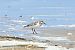 Piovanello tridattilo (Calidris alba) © Federico Fanesi