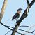 Balia nera (Ficedula hypoleuca) © Davide Zaro