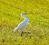 Airone guardabuoi (Ardea ibis) © Luciano Cavassa