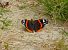 Vanessa atalanta © Luciano Cavassa