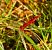 Crocothemis erythraea © Luciano Cavassa