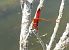 Crocothemis erythraea © Elvire Laurens