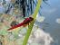 Crocothemis erythraea © Elvire Laurens