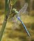 Anax imperator  - Fabio Angeli
