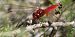 Crocothemis erythraea  - Fabio Angeli