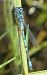 Coenagrion puella  - Fabio Angeli