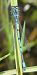 Coenagrion puella © Fabio Angeli