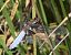 Libellula depressa © Fabio Angeli