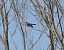 Common Cuckoo (Cuculus canorus) © Emanuele Pontiggia
