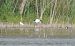 African Sacred Ibis (Threskiornis aethiopicus) © Emanuele Pontiggia