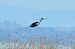 Purple Heron (Ardea purpurea) © Emanuele Pontiggia