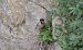 Eurasian Tree Sparrow (Passer montanus) © Emanuele Pontiggia
