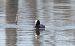 Eurasian Coot (Fulica atra) © Emanuele Pontiggia