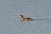 Great Crested Grebe (Podiceps cristatus) © Emanuele Pontiggia
