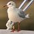 Black-headed Gull (Chroicocephalus ridibundus) © Manuel Piana