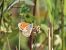 Coenonympha pamphilus © Giorgio Leoni