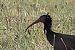 Ibis eremita (Geronticus eremita) © Marcello Longeri