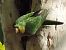 Conure pavouane (Psittacara leucophthalmus) © Claudio Bucciarelli