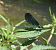 Calopteryx virgo © Nicola Pilon
