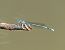 Platycnemis pennipes © Nicola Pilon
