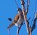 Tortora selvatica (Streptopelia turtur) © Angelo Pasqua