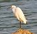 Garzetta (Egretta garzetta) © Angelo Pasqua