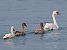 Cigno reale (Cygnus olor) © Angelo Pasqua